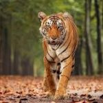 गुरु घासीदास तमोर पिंगला टाइगर रिजर्व घोषित, भारत के वन्यजीव संरक्षण में बड़ा कदम